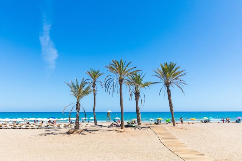 Palm trees on Alicante city beach.