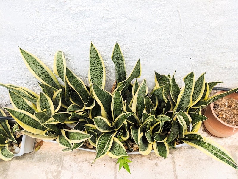 Pot plants in Heraklion