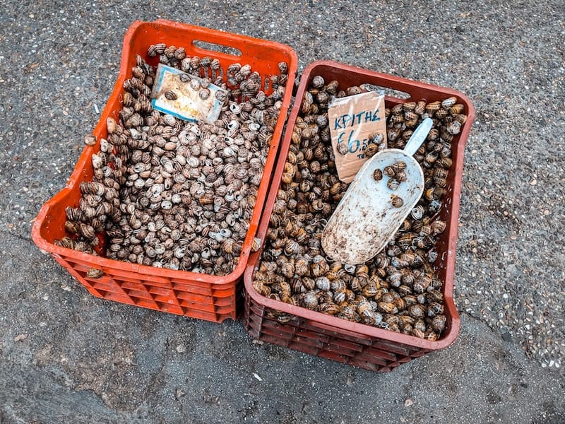 Crates of snails from Crete for sale