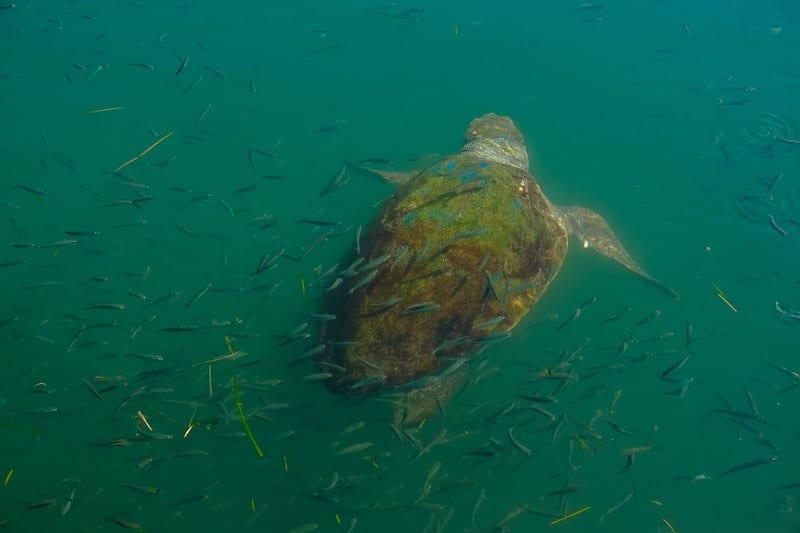 Turtle in Argostoli harbour.