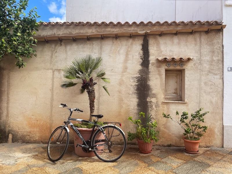 Bike resting against a potted palm.